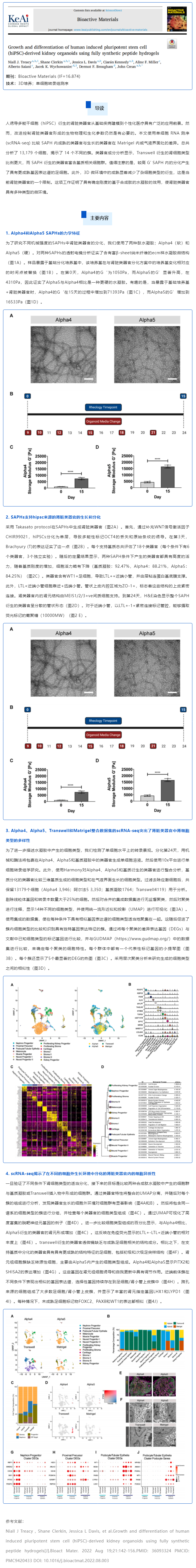 全合成肽水凝膠培養(yǎng)的人誘導(dǎo)多能干細胞（hiPSC）來源的腎類器官的生長和分化